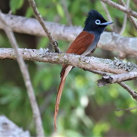 Birds Babble Self Catering Hotel Mbombela Esterno foto