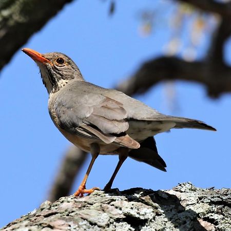 Birds Babble Self Catering Hotel Mbombela Esterno foto