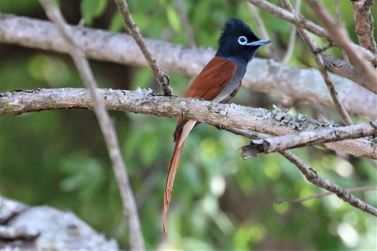 Birds Babble Self Catering Hotel Mbombela Esterno foto