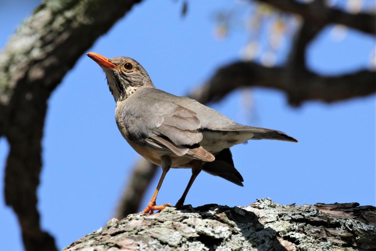 Birds Babble Self Catering Hotel Mbombela Esterno foto