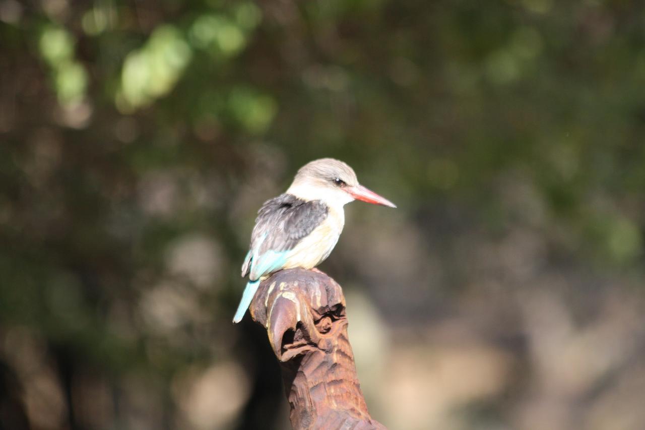 Birds Babble Self Catering Hotel Mbombela Esterno foto